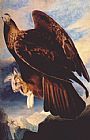 John James Audubon Canvas Paintings - Golden Eagle